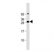 Western blot testing of FAM125A antibody at 1:2000 + human PC-3 cell lysate. Predicted molecular weight ~29 kDa.