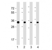 Western blot testing of STUB1 antibody at 1:4000: Lane 1) human HEK293, 2) HeLa, 3) HepG2 and 4) mouse L929 cell lysate. Predicted molecular weight ~35 kDa.