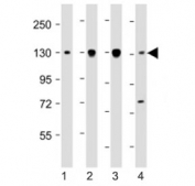 Western blot testing of Dnmt3a antibody at 1:2000: Lane 1) human T47D, 2) CCRF-CEM, 3) Jurkat and 4) HeLa cell lysate. Predicted molecular weight: 100-130 kDa.