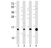 Western blot testing of 1) human kidney, 2) human Caki-1 (kidney-derived), 3) mouse Renca (kidney-derived) and 4) mouse kidney lysate with ATP6V1G3 antibody at 1:2000. Predicted molecular weight ~14 kDa.