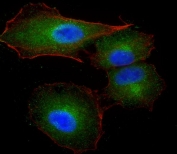 Immunofluorescent staining of fixed human A549 cells with Factor XIIIa antibody (green), DAPI nuclear stain (blue) and Phalloidin (red).