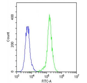 Flow cytometry testing of fixed human A549 cells with Factor XIIIa antibody; Blue=isotype control, Green= Factor XIIIa antibody.