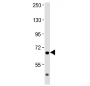 Western blot testing of mouse brain lysate with IL1RAP antibody at 1:2000. Predicted molecular weight ~65 kDa.