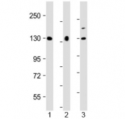 Western blot testing of human 1) U-87 MG, 2) HeLa and 3) BxPC-3 cell lysate with MGEA5 antibody at 1:2000. Predicted molecular weight ~103 kDa, routinely observed at ~130 kDa (cytoplasmic form) and ~75 kDa (MGEA5s/nuclear form).