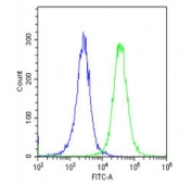 Flow cytometry testing of fixed and permeabilized human HeLa cells with MYL1 antibody (green) and isotype control (blue).