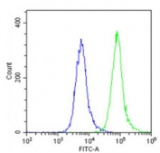 Flow testing of fixed and permeabilized human U-87 MG cells with SCN1A antibody (green) and isotype control (blue).