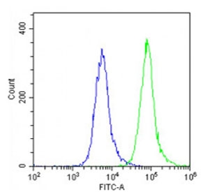 Flow testing of fixed and permeabilized human U-87 MG cells with SCN1A antibody (gre