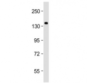 Western blot testing of human HEK293 cell lysate with SEC24B antibody at 1:2000. Predicted molecular weight ~137 kDa.