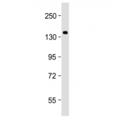 Western blot testing of human HEK293 cell lysate with SEC24B antibody at 1:2000. Predicted molecular weight ~137 kDa.