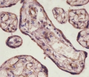 IHC testing of FFPE human placental tissue with TGFBR3 antibody. HIER: steam section in pH6 citrate buffer for 20 min and allow to cool prior to staining.