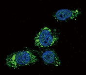 Immunofluorescence testing of human HepG2 cells with GCK antibody (green) and DAPI nuclear counterstain (blue).