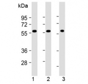 Western blot testing of human 1) cerebellum, 2) U-251 MG and 3) U-87 MG lysate with SHC2 antibody at 1:2000. Predicted molecular weight ~62 kDa.