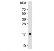 Western blot testing of mouse BA/F3 cell lysate with Cox4i1 antibody at 1:2000. Predicted molecular weight ~20 kDa.