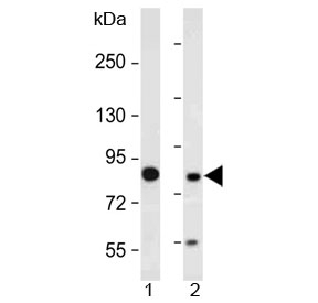 Western blot testing of human 1) HeLa and 2) HepG2 cell lysate with MUT antibody at 1:2000. Predicted molecular weight ~83 kDa.~