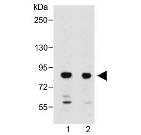 Western blot testing of 1) human liver and 2) mouse liver lysate with MUT antibody at 1:2000. Predicted mo