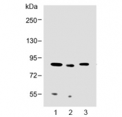 Western blot testing of 1) human liver, 2) mouse liver and 3) human K562 lysate with MUT antibody at 1:2000. Predicted molecular weight ~83 kDa.