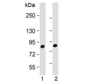 Western blot testing of 1) human K562 and 2) mouse NIH3T3 cell lysate with MUT antibody at 1:2000. Predicted molecular weight ~83 kDa.~