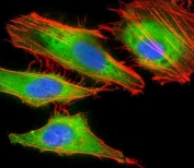 IF/ICC testing of fixed and permeabilized human HeLa cells with Lubricin antibody (green) at 1:25 dilution, anti-actin (red) and DAPI nuclear stain (blue).