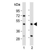 Western blot testing of human 1) brain and 2) lung lysate with HIPPI antibody at 1:2000. Predicted molecular weight: ~49 kDa.