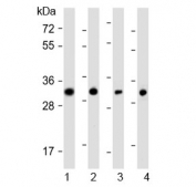 Western blot testing of human 1) SW480, 2) PANC-1, 3) MCF7 and 4) HeLa cell lysate with OR7C2 antibody at 1:1000. Predicted molecular weight ~35 kDa.