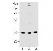 Western blot testing of human 1) MDA-MB-231, 2) U-2 OS and 3) U-87 MG cell lysate with OR6C3 antibody at 1:1000 dilution. Predicted molecular weight ~35 kDa.