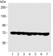 Western blot testing of 1) human Jurkat, 2) human HeLa, 3) human 293, 4) human MCF7, 5) mouse C2C12, 6) mouse NIH 3T3 and 7) rat C6 lysate with HSP70 antibody. Expected molecular weight ~70 kDa.