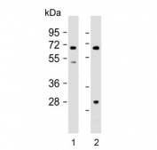 Western blot testing of human 1) kidney and 2) A549 lysate with HHLA2 antibody. Expected molecular weight: 38-60 kDa depending on glycosylation level.