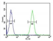 Flow cytometry testing of human HL60 cells with BCORL1 antibody; Blue=isotype control, Green= BCORL1 antibody.
