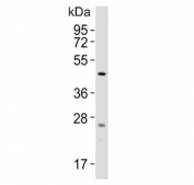 Western blot testing of mouse brain lysate with SLC16A11 antibody. Predicted molecular weight ~48 kDa.