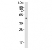Western blot testing of mouse liver lysate with SLC16A11 antibody. Predicted molecular weight ~48 kDa.