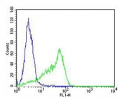 Flow cytometry testing of fixed and permeabilized human HT-29 cells with SLC16A11 antibody; Blue=isotype control, Green= SLC16A11 antibody.