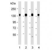Western blot testing of human 1) A549, 2) HeLa, 3) HepG2 and 4) HT-1080 cell lysate with CD130 antibody. Expected molecular weight: 104-140 kDa depending on glycosylation level.