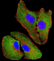 Immunofluorescent staining of fixed and permeabilized human A549 cells with NOS2 antibody (green), DAPI nuclear stain (blue) and anti-Actin (red).