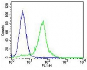 Flow cytometry testing of fixed and permeabilized human HeLa cells with GADD153 antibody; Blue=isotype control, Green= GADD153 antibody.