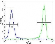 Flow cytometry testing of fixed and permeabilized human HEK293 cells with GADD153 antibody; Blue=isotype control, Green= GADD153 antibody.