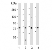 Western blot testing of human 1) K562, 2) MDA-MB-453, 3) PC-3 and 4) kidney lysate with Dishevelled antibody. Predicted molecular weight ~75 kDa.