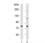 Western blot testing of 1) rat cerebellum and 2) human liver lysate with PCCA antibody. Predicted molecular weight ~80 kDa.