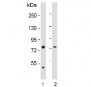 Western blot testing of 1) human liver and 2) mouse NIH3T3 lysate with PCCA antibody. Predicted molecular weight ~80 kDa.