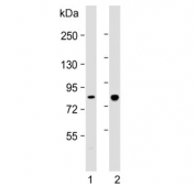 Western blot testing of 1) human HeLa and 2) rat cerebellum lysate with PCCA antibody. Predicted molecular weight ~80 kDa.