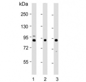 Western blot testing of human 1) MCF7, 2) K562 and 3) U-2 OS cell lysate with LH1 antibody. Predicted molecular weight ~83 kDa.