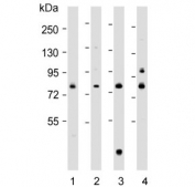 Western blot testing of human 1) A431, 2) MCF7, 3) U-2 OS and 4) U-87 MG cell lysate with LH1 antibody. Predicted molecular weight ~83 kDa.