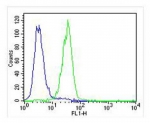 Flow cytometry testing of fixed and permeabilized human U-87 MG cells with LH1 antibody; Blue=isotype control, Green= LH1 antibody.