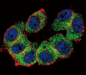 Immunofluorescent staining of fixed and permeabilized human HeLa cells with TERT antibody (green), DAPI nuclear stain (blue) and anti-Actin (red).