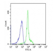 Flow cytometry testing of fixed and permeabilized human HL60 cells with TERT antibody; Blue=isotype control, Green= TERT antibody.