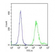 Flow cytometry testing of fixed and permeabilized human HeLa cells with TERT antibody; Blue=isotype control, Green= TERT antibody.