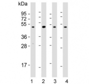 Western blot testing of human 1) brain, 2) cerebellum, 3) HT-1080 and 4) K562 lysate with DRD2 antibody. Predicted molecular weight ~51 kDa.