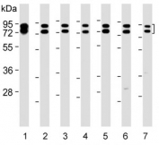 Western blot testing of human 1) 293T, 2) A549, 3) HeLa, 4) HepG2, 5) HT-29, 6) MOLT4 and 7) U-251 MG cell lysate with hnRNP R antibody. Predicted molecular weight: 67, 71 kDa. 
