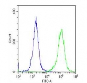 Flow cytometry testing of fixed and permeabilized human HeLa cells with hnRNP R antibody; Blue=isotype control, Green= hnRNP R antibody.