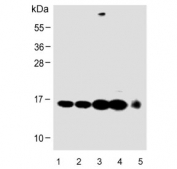 Western blot testing of human 1) 293, 2) HeLa, 3) HT-1080, 4) Jurkat and 5) mouse NIH3T3 cell lysate with RBX1 antibody. Expected molecular weight: 12-15 kDa.