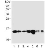 Western blot testing of human 1) HepG2, 2) 293, 3) HeLa, 4) HT-1080, 5) Jurkat, 6) mouse heart and 7) mouse liver lysate with RBX1 antibody. Expected molecular weight: 12-15 kDa.
